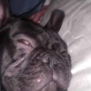 Meet your Posher, Geppetto